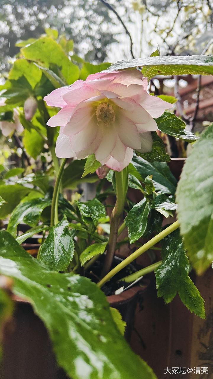 记录花开_花植物