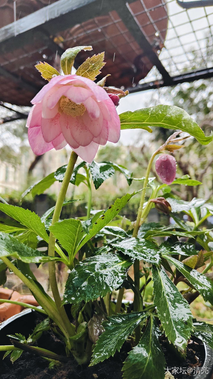 记录花开_花植物