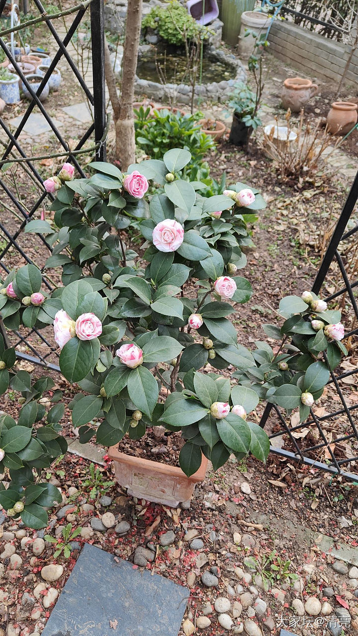 记录花开_花植物