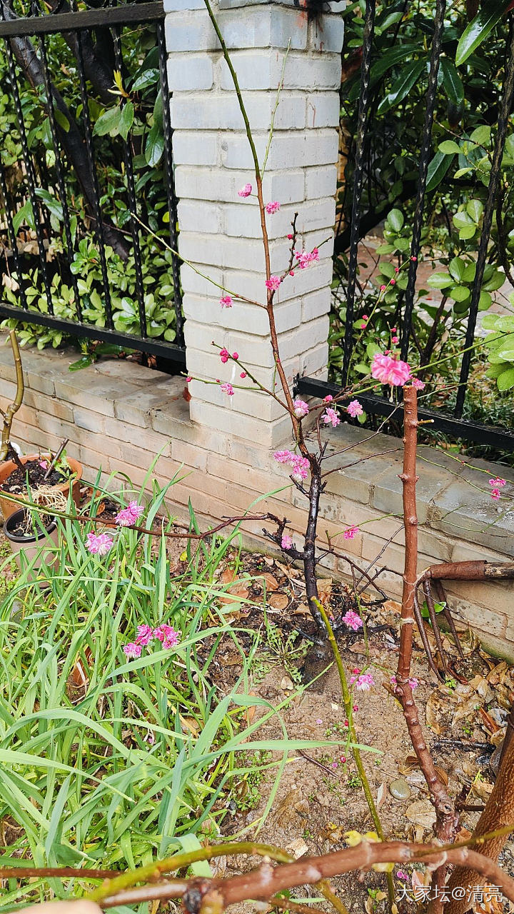 记录花开_花植物