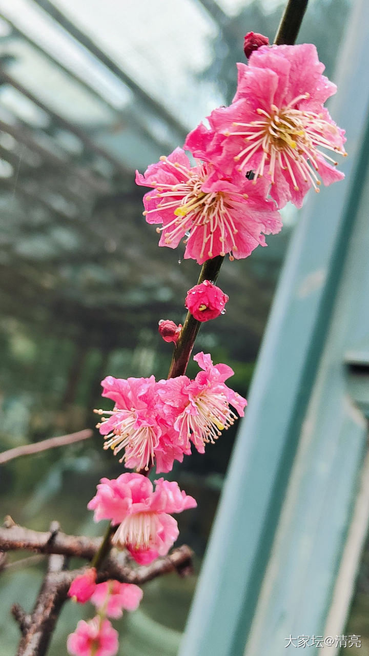 记录花开_花植物