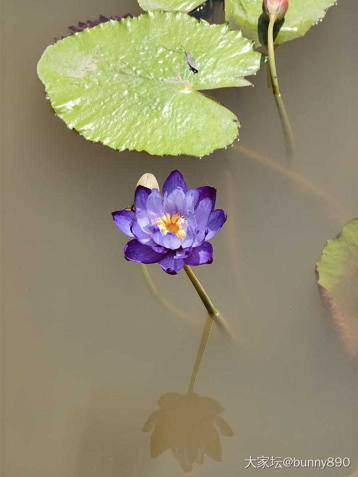 版纳之睡莲_植物花