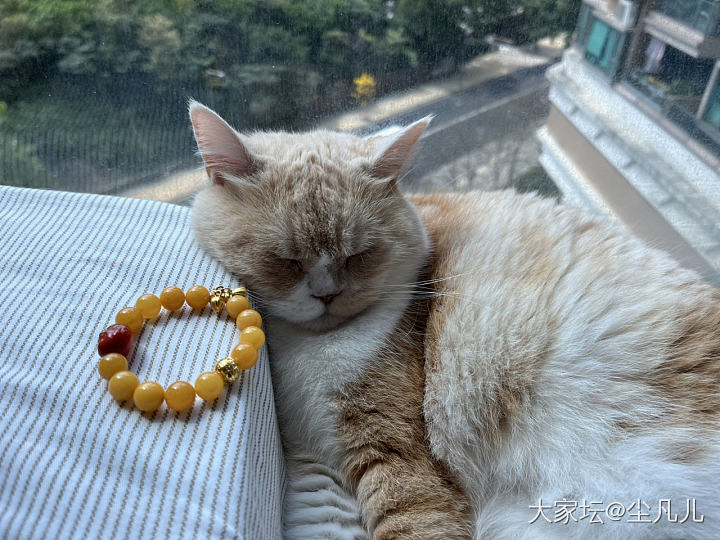 此刻阳光正好，别打扰本猫睡觉😪🥴～
买俩小滴溜随便配一下就很美_猫