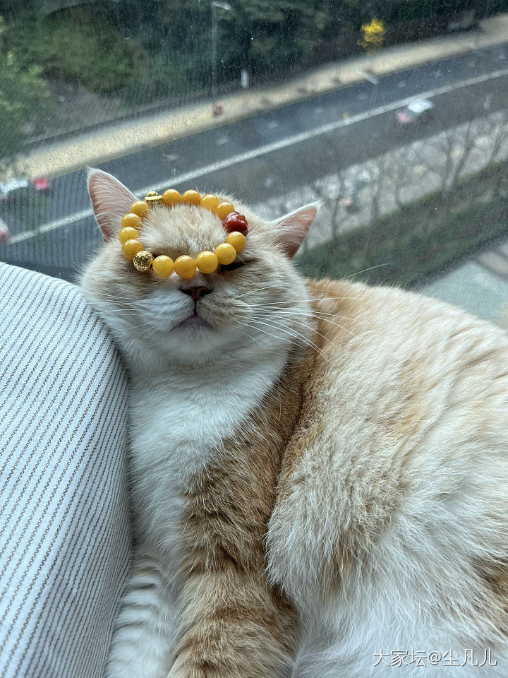 此刻阳光正好，别打扰本猫睡觉😪🥴～
买俩小滴溜随便配一下就很美_猫