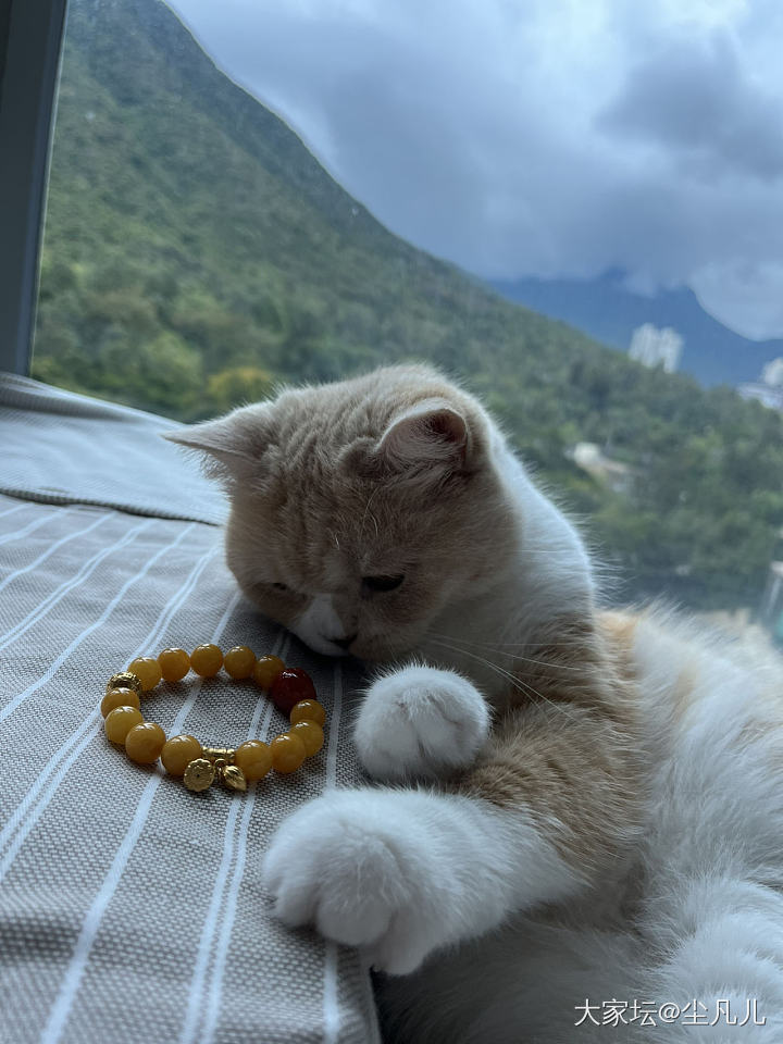 此刻阳光正好，别打扰本猫睡觉😪🥴～
买俩小滴溜随便配一下就很美_猫