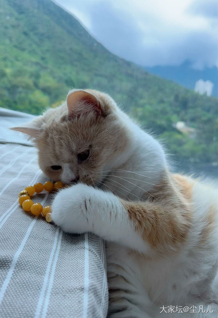 此刻阳光正好，别打扰本猫睡觉😪🥴～
买俩小滴溜随便配一下就很美_猫