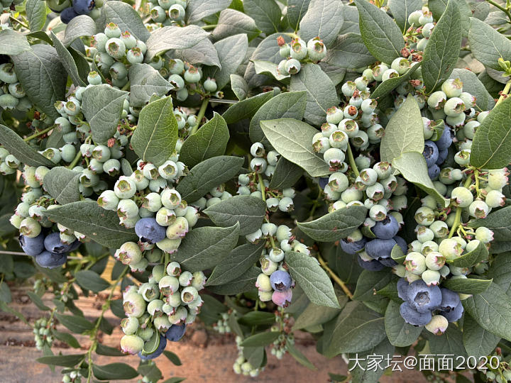 哈哈哈，我的蓝莓又要开花啦_闲聊