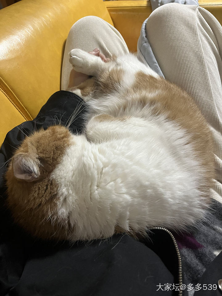 每次梳毛都掉这么多，我都担心它会不会秃了_猫