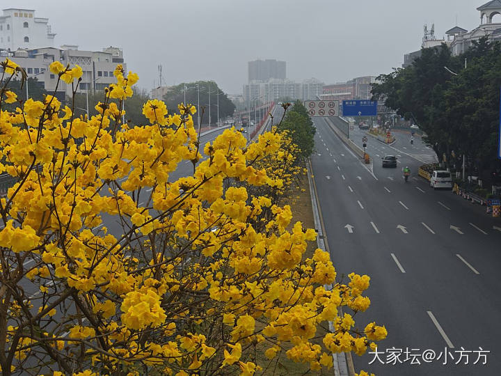 惊蛰_花