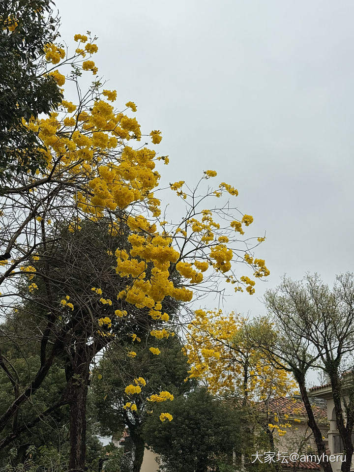 惊蛰_花
