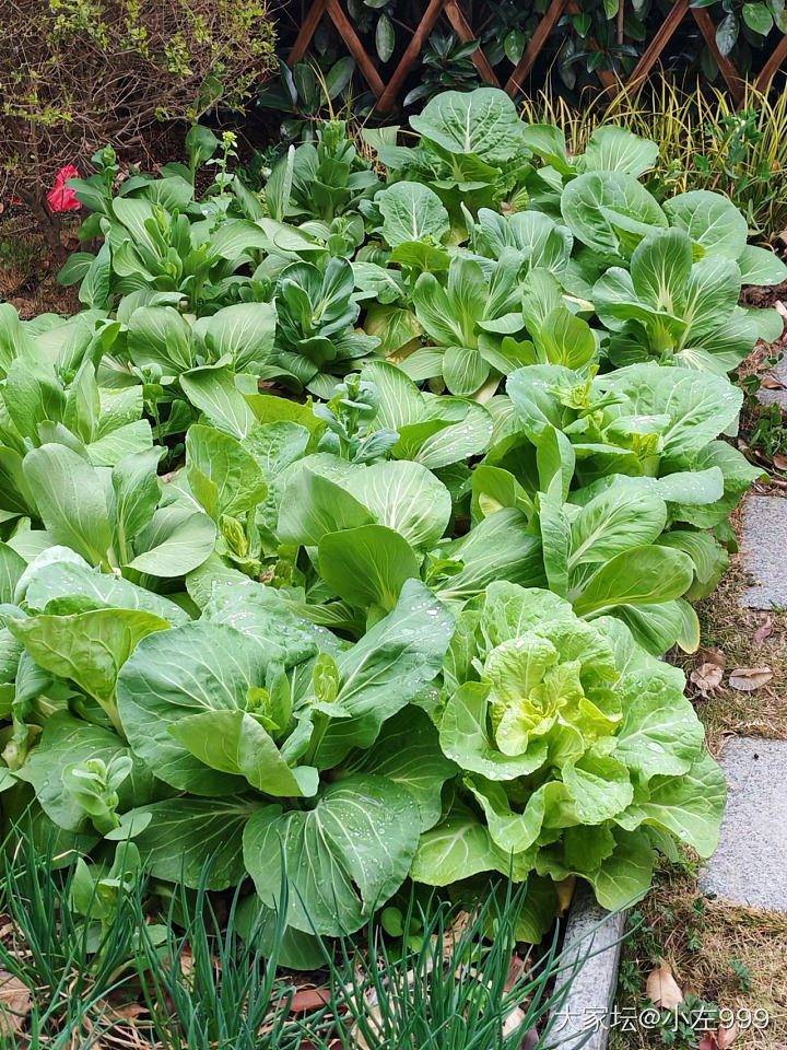 早，一日看三回。😁_植物