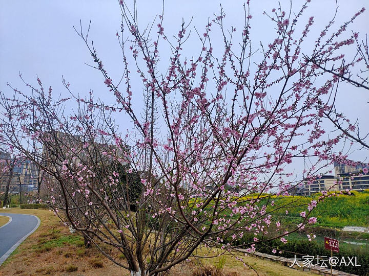 春天真的来了_花