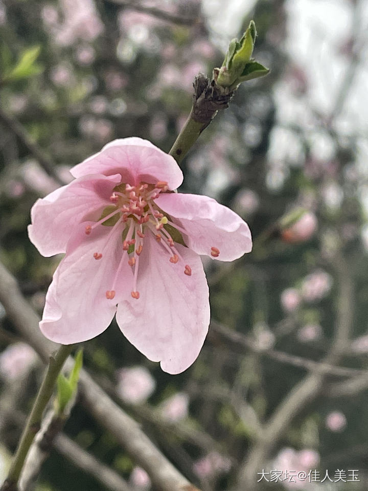 春天真的来了_花