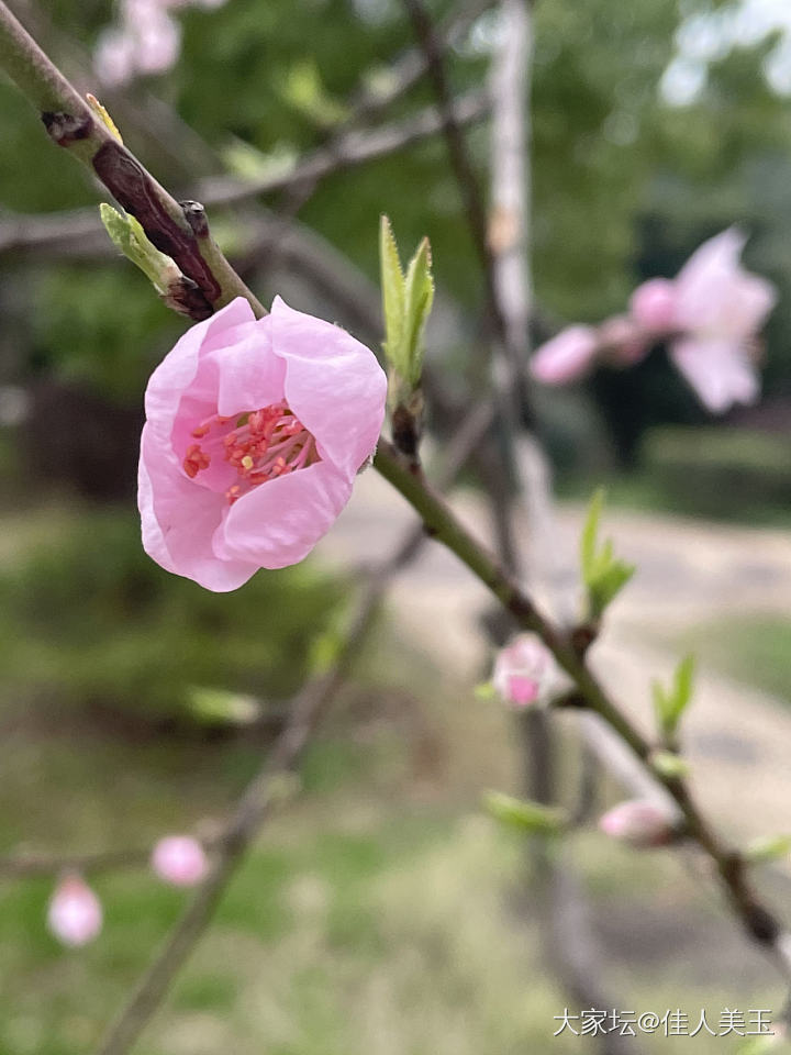 春天真的来了_花