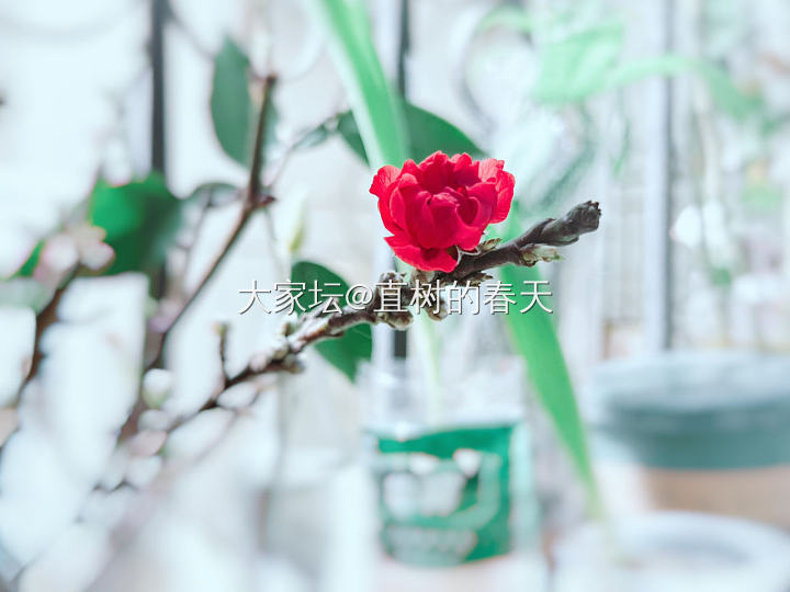 捡了一个窗台小花园🤭_工作生活闲聊