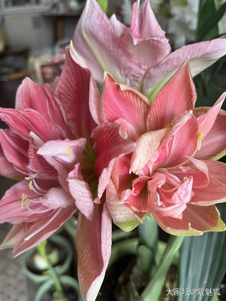 快来看！花开了😜_花