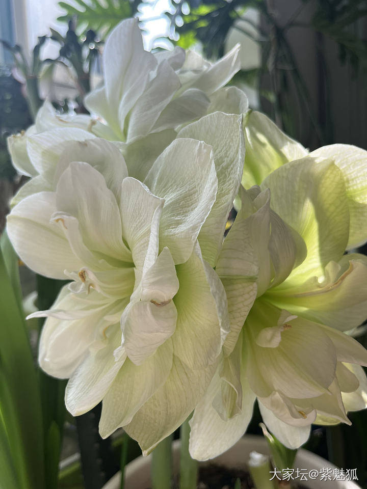 快来看！花开了😜_花