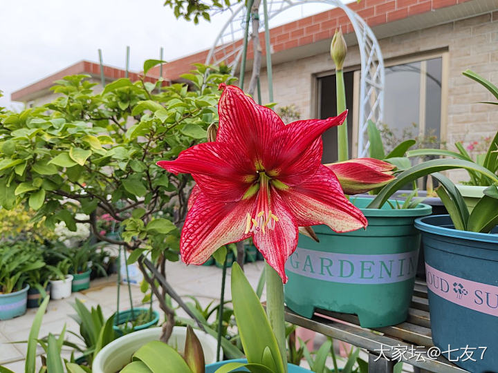 快来看！花开了😜_花