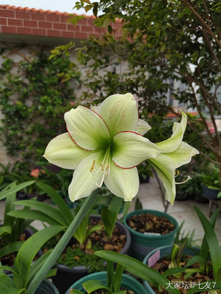 快来看！花开了😜_花