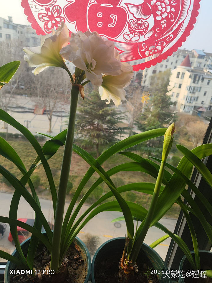 快来看！花开了😜_花