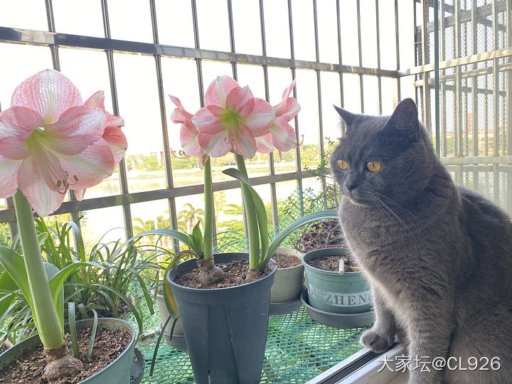 快来看！花开了😜_花