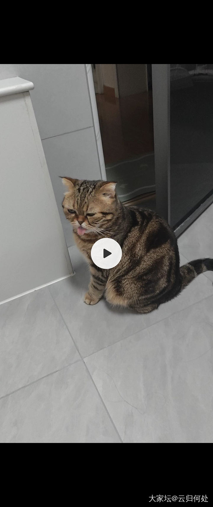 周末老公把家里破猫不吃的鸡肝投喂楼下流浪猫，我天，居然捡回了丢的耳钉！_猫