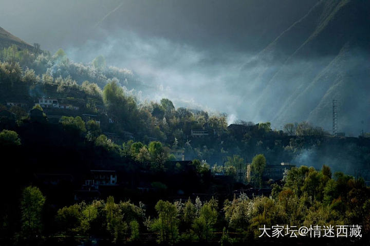 我来种草金川的梨花_旅游