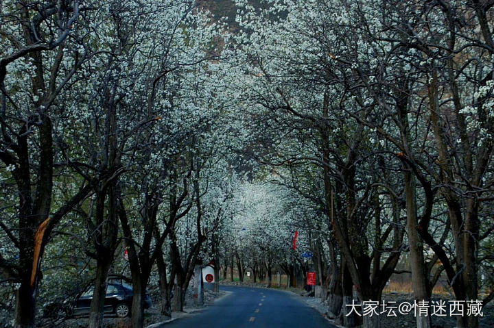 我来种草金川的梨花_旅游