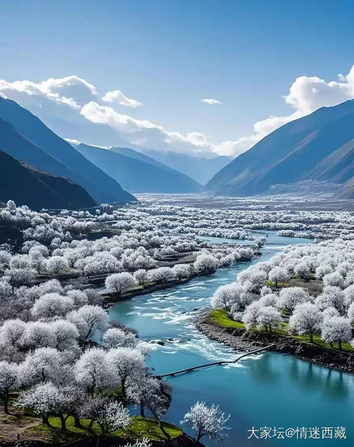 我来种草金川的梨花_旅游