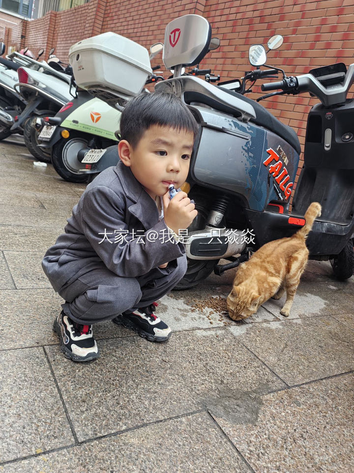 小区有只爱干净又讲礼貌的大黄。_猫
