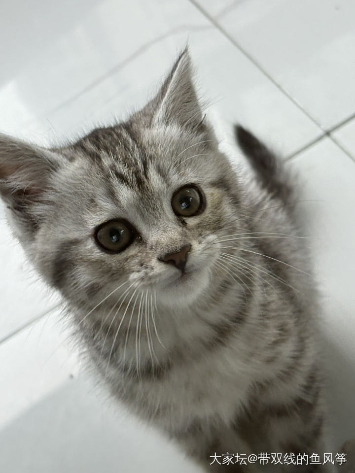 我要有猫啦_猫