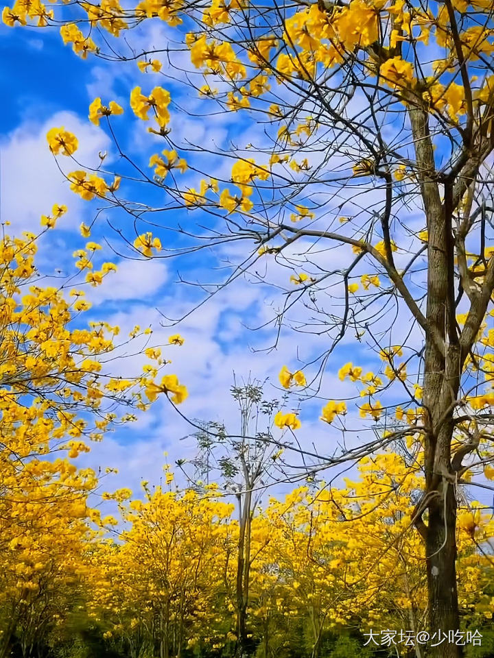 花城_花