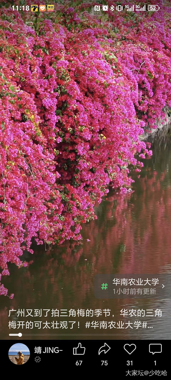 花城_花