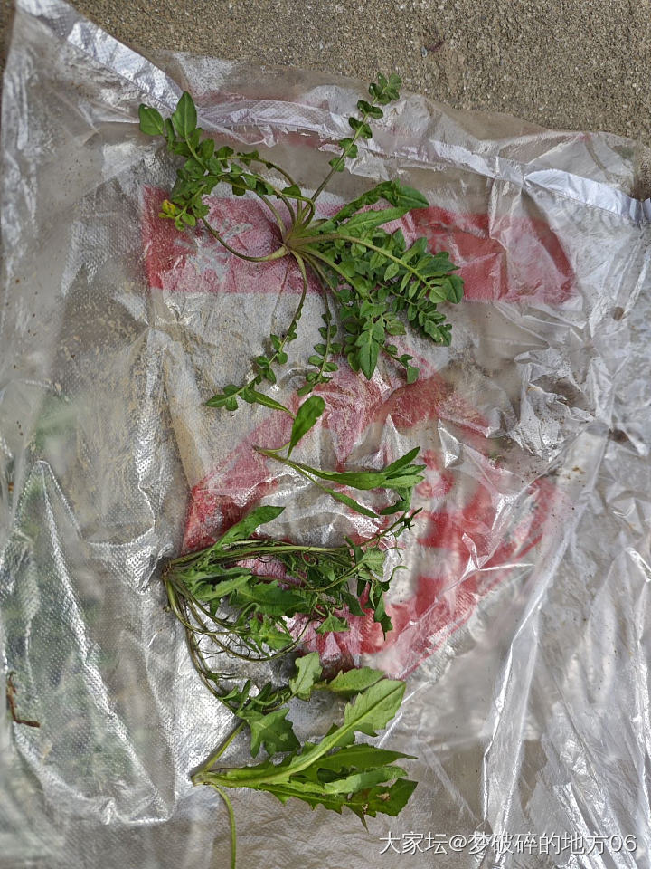 紧跟春天的脚步！荠菜猪肉丸子！一上午的成果。哈哈😊_美食