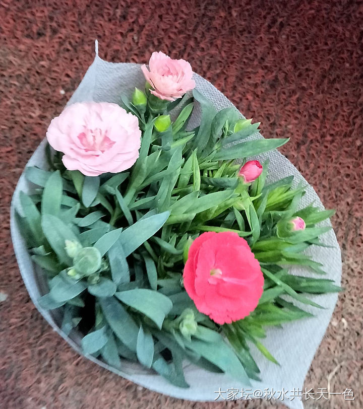 坛友知道这小花叫什么名字吗，好活吗？_花