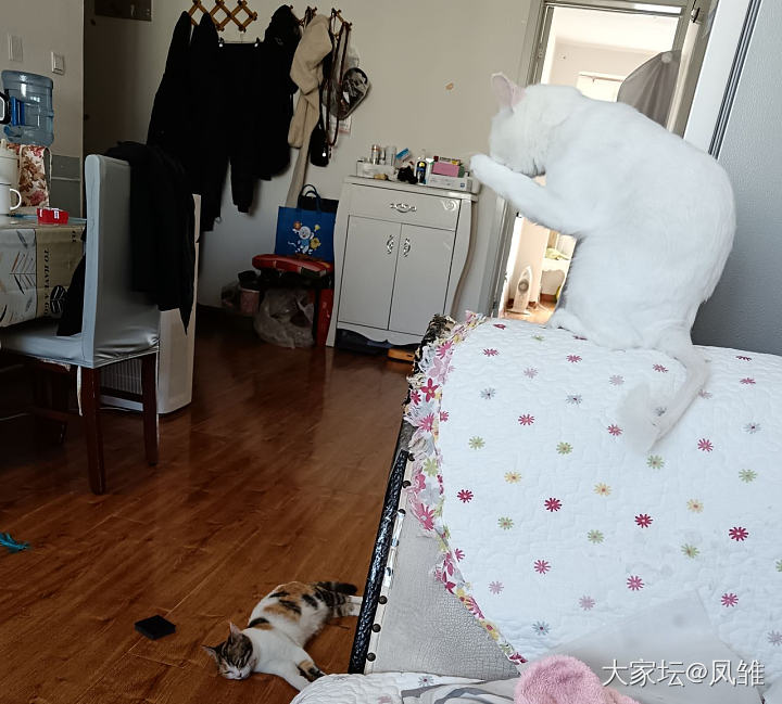 我要有猫啦_猫