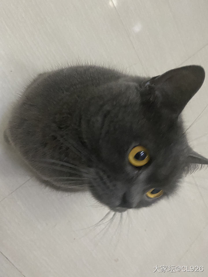 我要有猫啦_猫