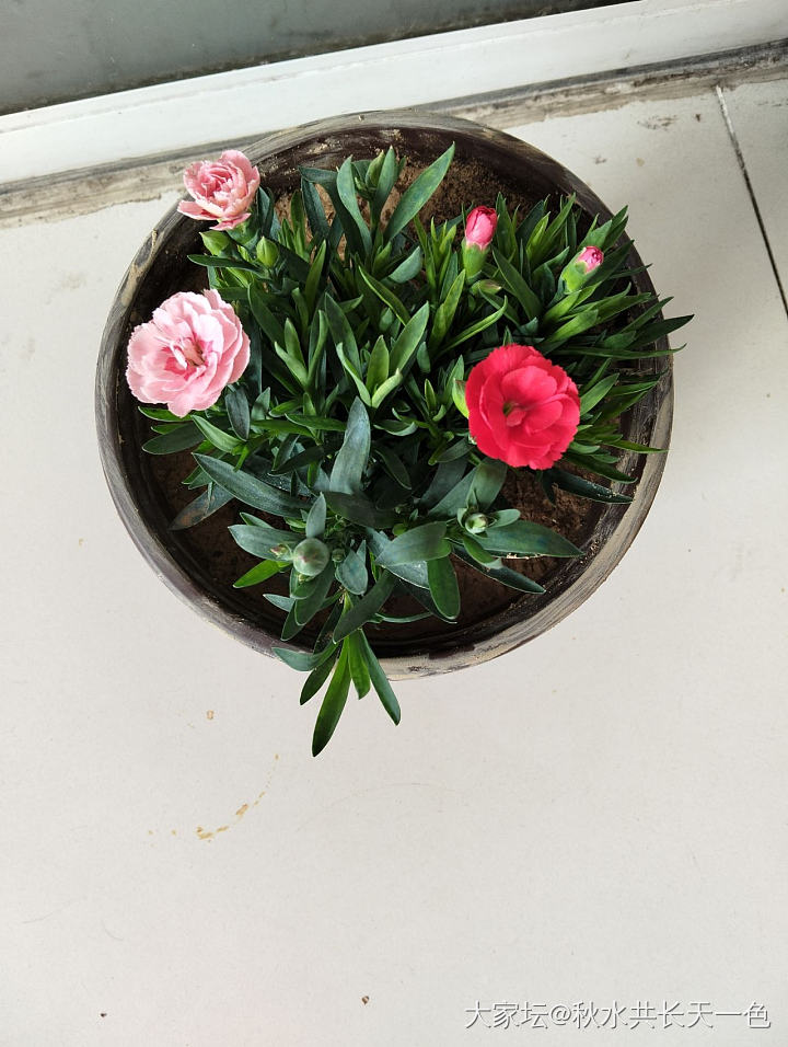 坛友知道这小花叫什么名字吗，好活吗？_花