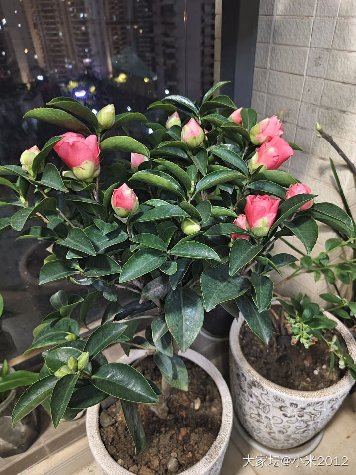 30元买的茶花_植物