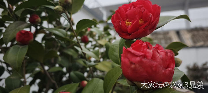 30元买的茶花_植物