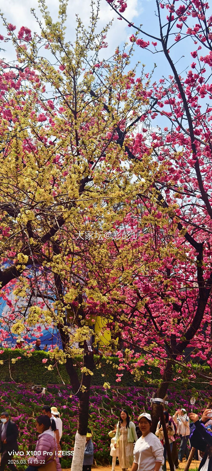 圆通山樱花开爆了_花