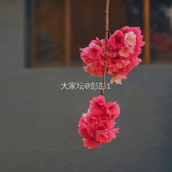 圆通山樱花开爆了_花