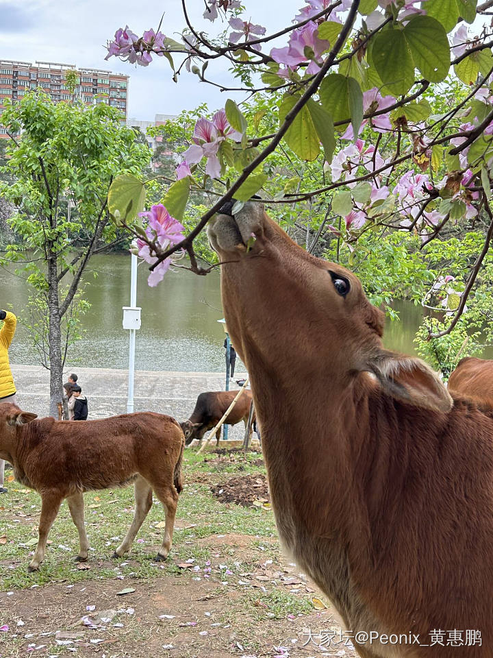 去触摸春天，去亲近自然🐂🐂_旅游生活植物