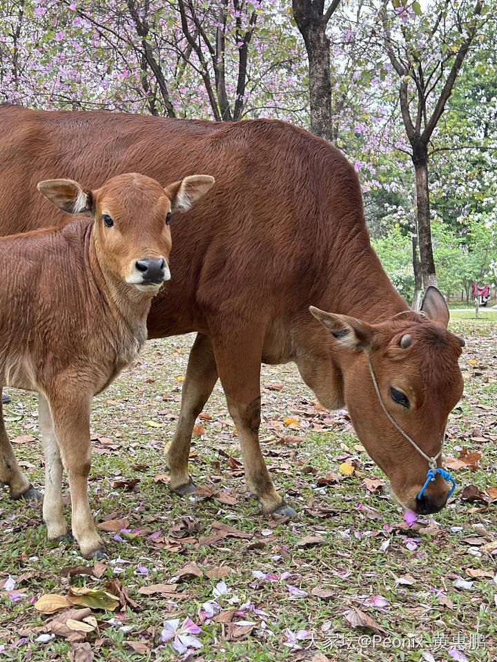 去触摸春天，去亲近自然🐂🐂_旅游生活植物