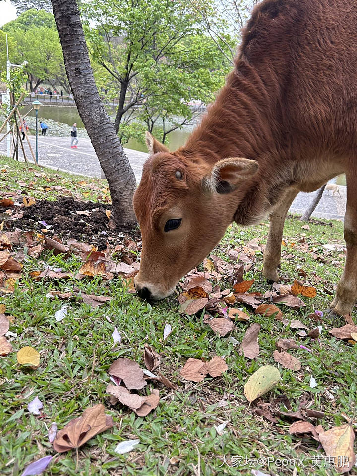 去触摸春天，去亲近自然🐂🐂_旅游生活植物