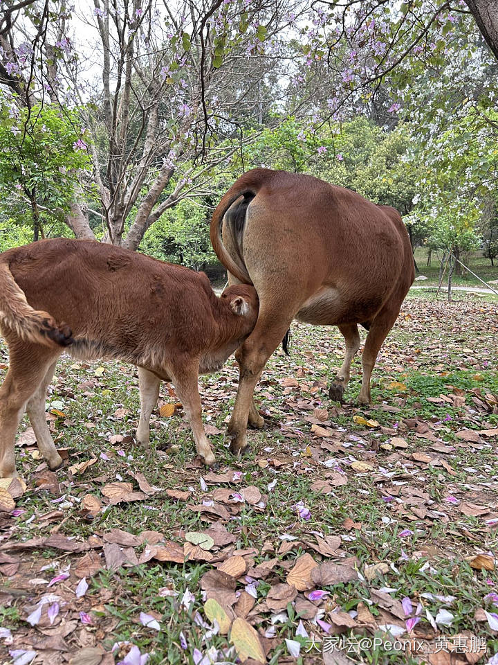 去触摸春天，去亲近自然🐂🐂_旅游生活植物