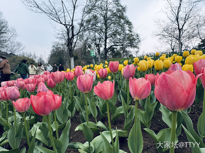 春光好_花