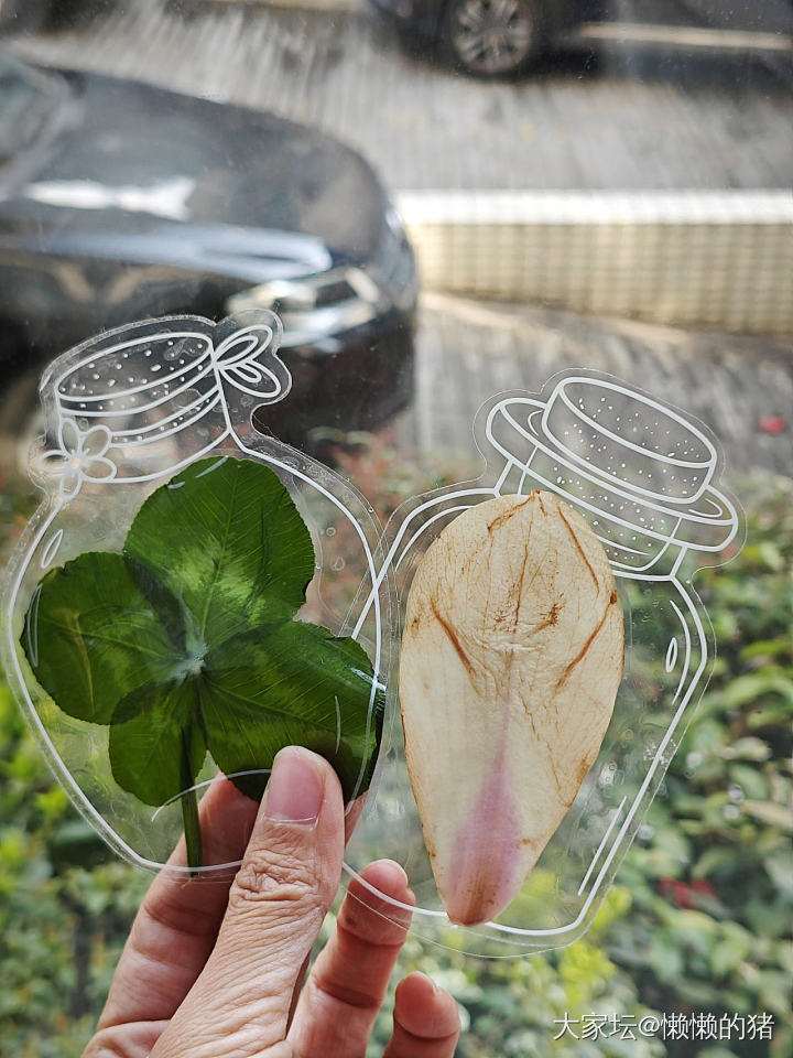 白玉缀枝头，无绿也无愁_植物