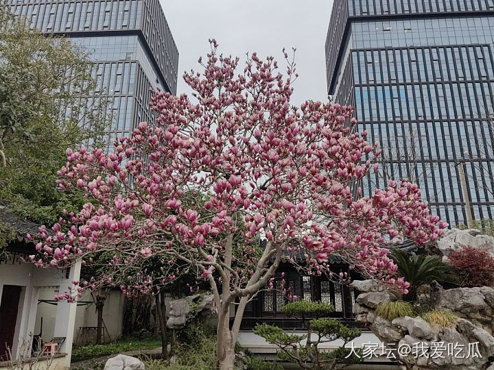 白玉缀枝头，无绿也无愁_植物
