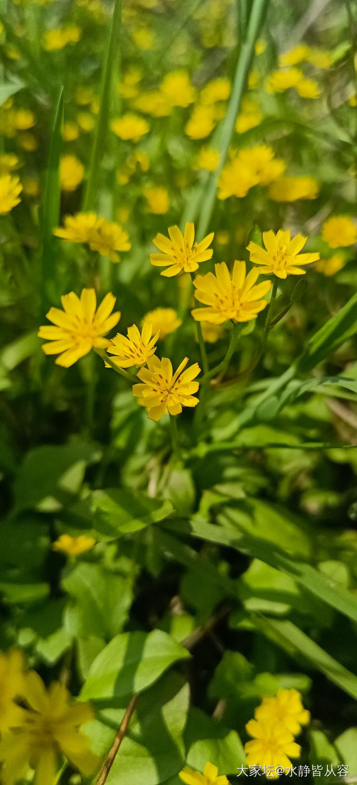 踏青，邀坛友们云赏花_花